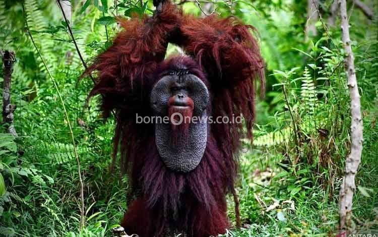 Lanskap Keraitan Jadi Benteng Perlindungan Orangutan Morio di Kalimantan Timur