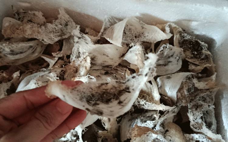 Harga Sarang Burung Walet Mentah di Katingan Hulu Rp5,5 Juta per Kilogram