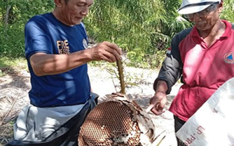 Damkar Seruyan Evakuasi Sarang Tawon Vespa di Desa Kartika Bhakti
