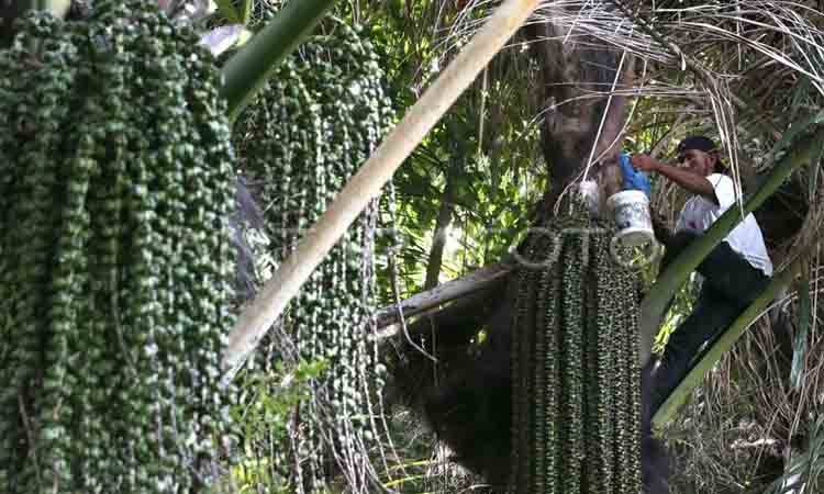 Peneliti BRIN: Aren Berpotensi Menjadi Sumber Bioetanol Nasional