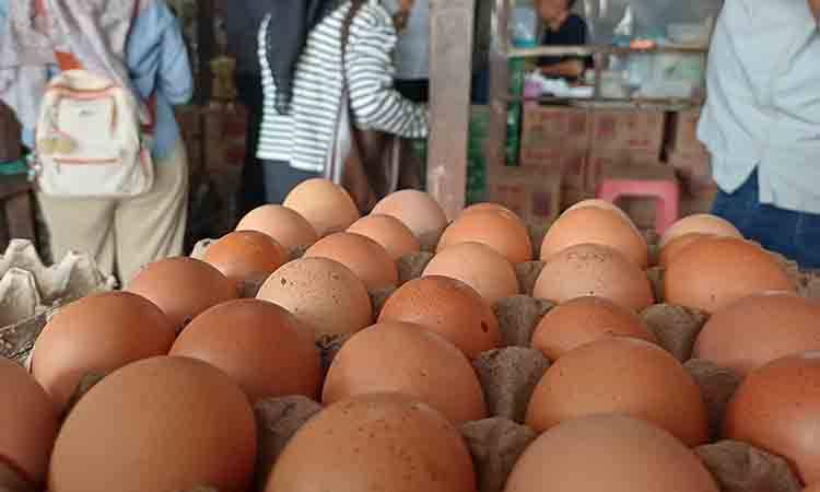 Pemkab Kotim akan Tentukan HAP Telur Ayam