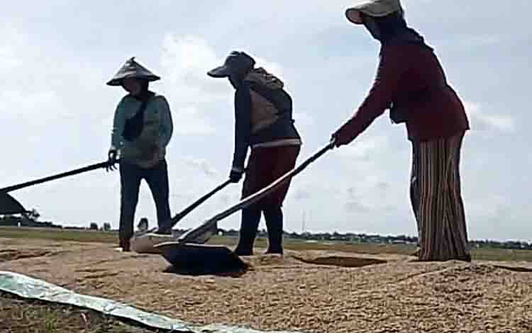 Bulog Kotim Serap 58 Persen dari Target Penyerapan Gabah dan Beras Nasional