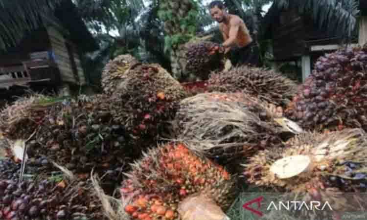 Kemendag: Lemahnya Permintaan Global Sebabkan Harga CPO Turun