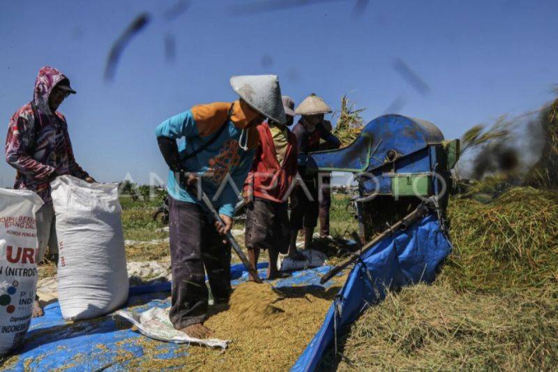 Bulog Kalteng Serap 15.088 Ton Gabah, Nilai Transaksi Tembus Rp98 Miliar