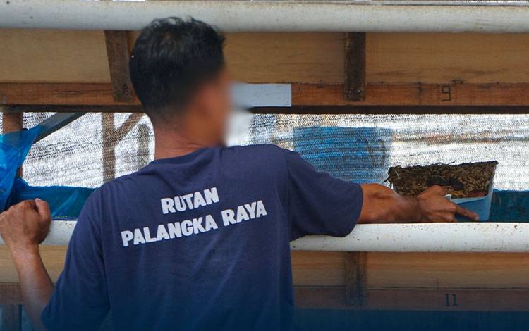 Panen 1,3 Ton Maggot, Rutan Palangka Raya Wujudkan Pembinaan Berkelanjutan dan Ramah Lingkungan