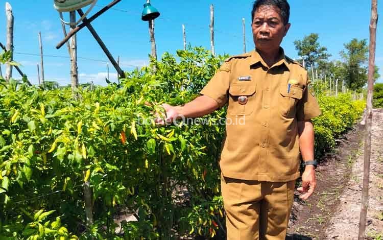 Lurah Petuk Katimpun Tinjau Poktan Harapan Baru, Cabai Menjadi Komoditas Terbanyak
