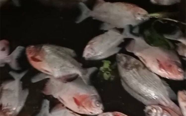 Ribuan Ikan Mati di Sungai Martapura, Fenomena Dilaporkan Meluas Selama Sepekan