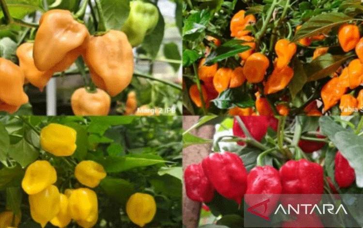 Peneliti IPB Gabung Cabai Habanero Lokal hingga Kepedasan Ekstrem