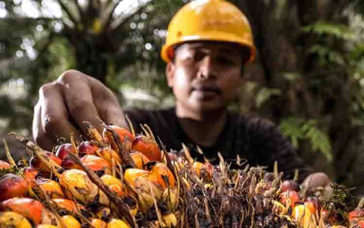 Akademisi: Ekonomi Sirkular Industri Sawit Perlu Diperkuat