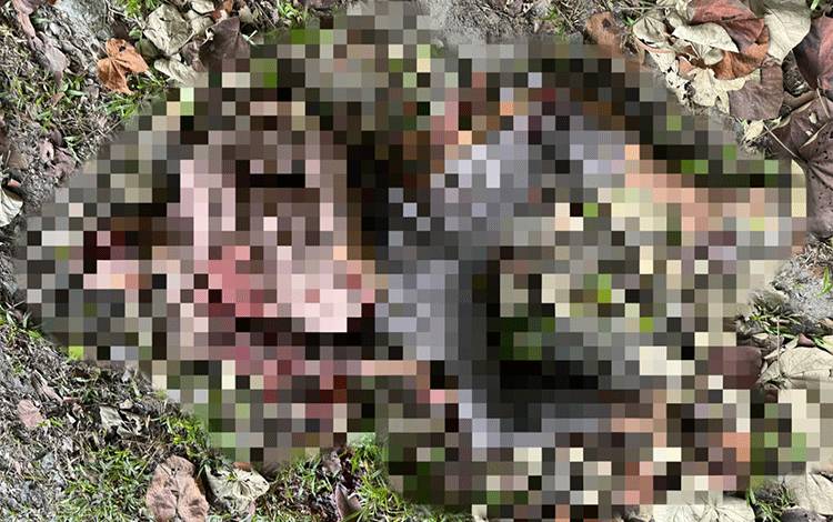 Pejalan Kaki Tewas di Palangka Raya Diduga Koban Tabrak Lari