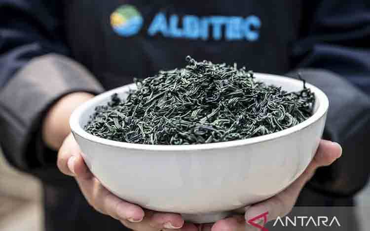 BRIN Dorong Spirulina jadi Solusi Pakan dalam Akuakultur Berkelanjutan