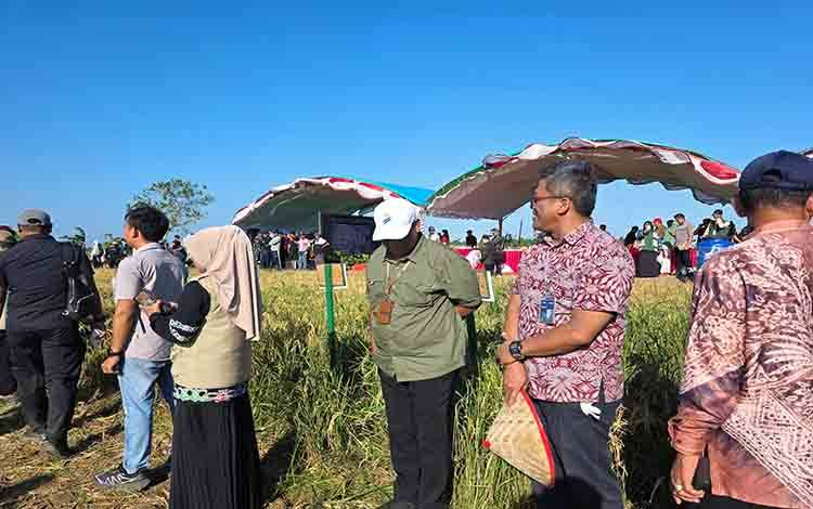 BULOG Kalteng Perkuat Cadangan Pangan Lewat Optimalisasi Serapan Gabah
