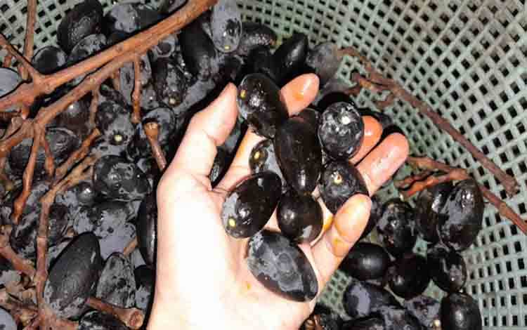 Buah Ramu Khas Hutan Kalimantan Kembali Berbuah Saat Musim Kemarau