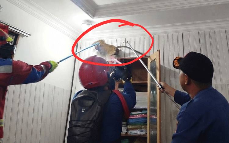 Diduga Kelaparan, Monyet Liar Ikut Ngantor di BKPSDM Kotim