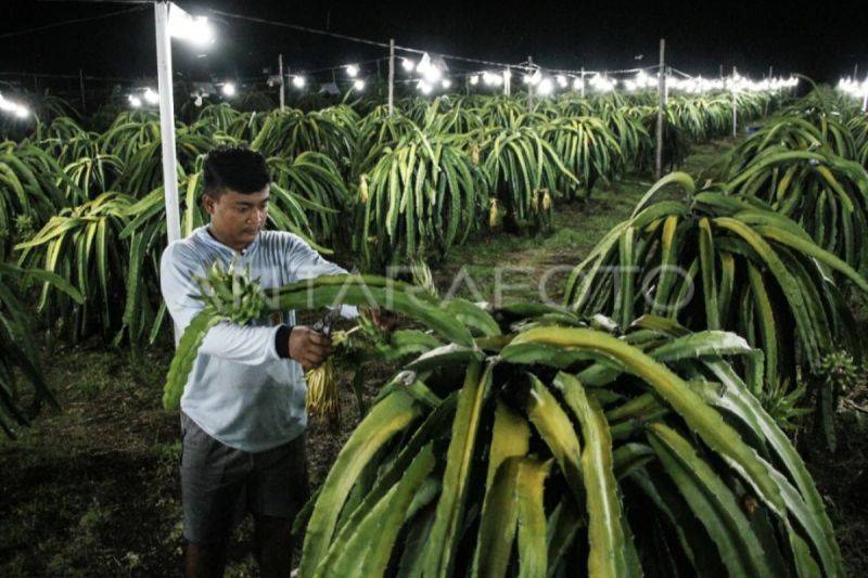 Kredit Perbankan untuk Budi Daya Buah Naga di Kalteng Capai Rp7,21 Miliar