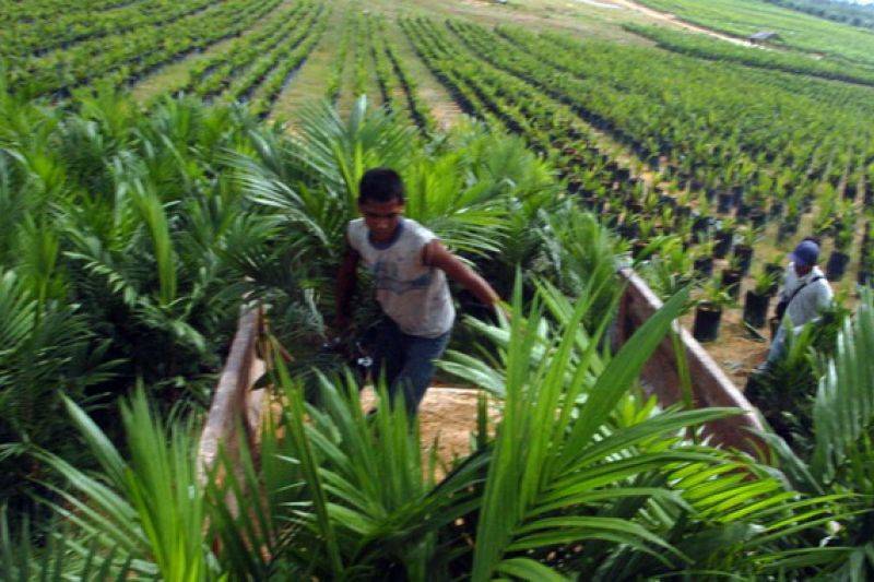 Pemkab Lamandau-Agrinas Siapkan Pengelolaan Lahan Seluas 27 Ribu Hektare