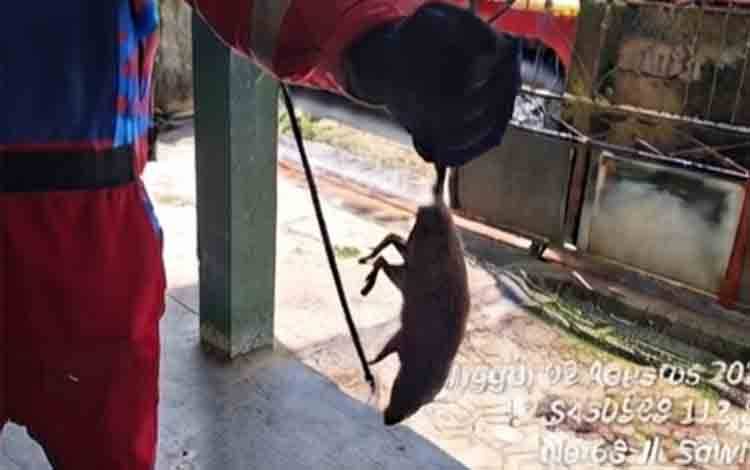 Saat Karhutla Mengganas, Damkar Kotim Dapat Misi Tak Biasa Evakuasi Tikus