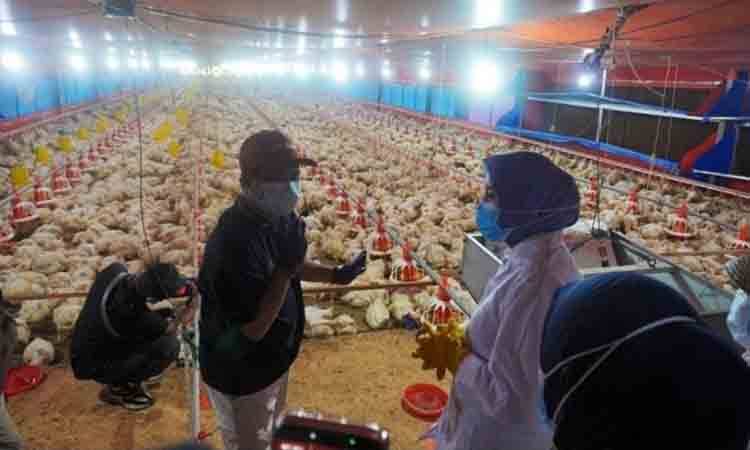 Rendy Lesmana: Sistem Close House Perkuat Produksi Protein Hewani di Kalteng