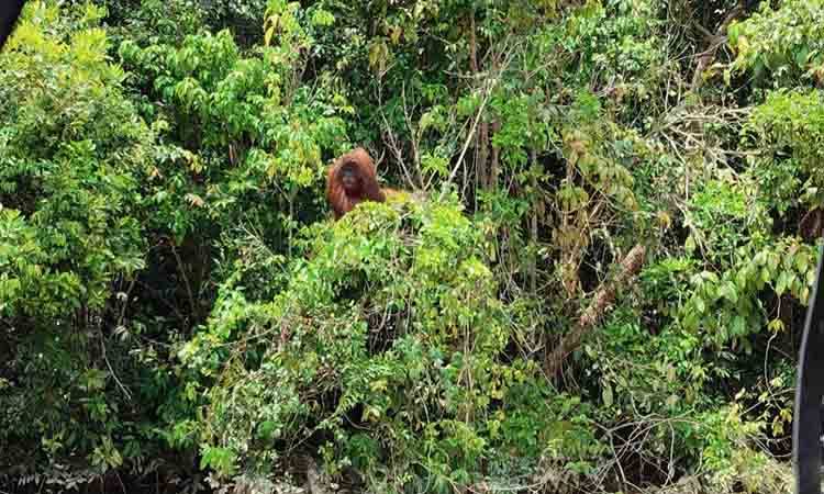 21 Orangutan dan 82 Jenis Burung Terekam di Hutan Masoraian