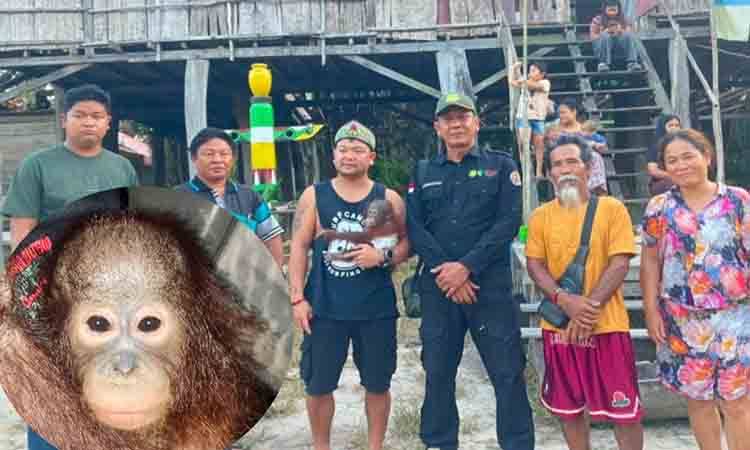 Warga Kotim Serahkan Anak Orangutan ke BKSDA