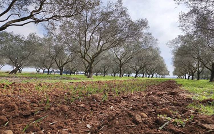 DBH Dana Reboisasi Biayai Program Vokasi Pertanian Berbasis Agroforestri