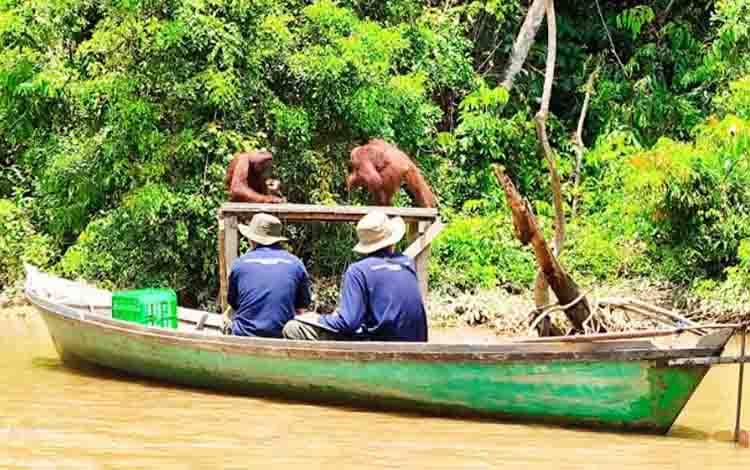Pulau Salat Jadi Bagian Penting Konservasi Orangutan di Kalteng