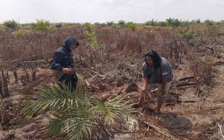 BKSDA Antisipasi Konflik Satwa Liar Akibat Karhutla di Kotawaringin Timur
