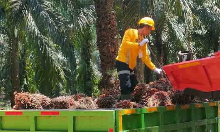 Gapki: Perlindungan Pekerja Berkontribusi Positif Bagi Industri Sawit
