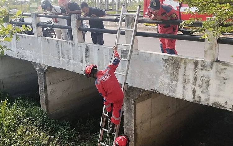 Tim Rescue Disdamkarmat Palangka Raya Evakuasi Anjing Terjebak di Pengaringan