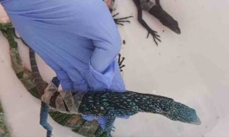 Kemenhut Gagalkan Penyelundupan Delapan Biawak Endemik oleh WNA Korsel