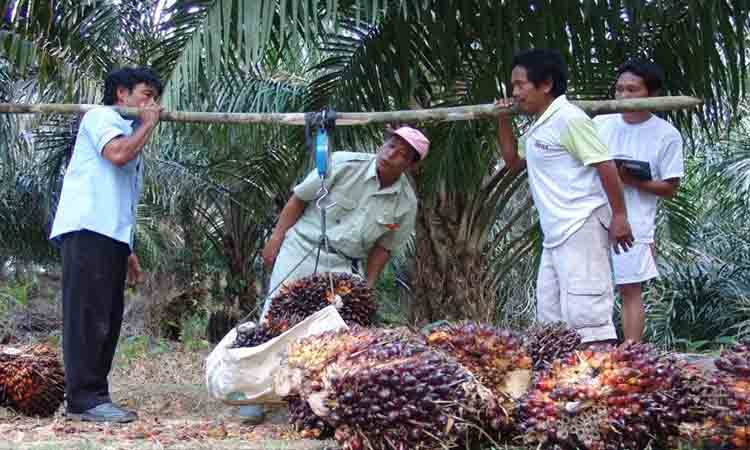 BRIN: Indonesia Berpeluang jadi Produsen Biogas Sawit Dunia