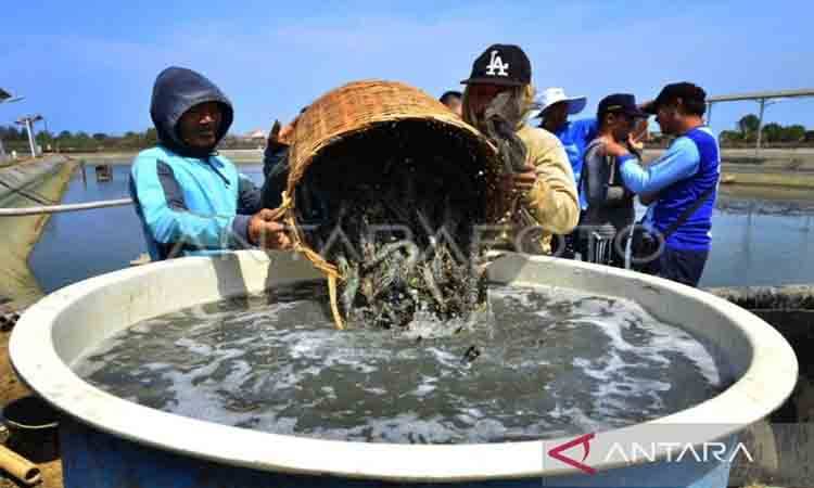 AS Kenakan Tarif 13,9 Persen untuk Udang RI Lebih Rendah dari Vietnam