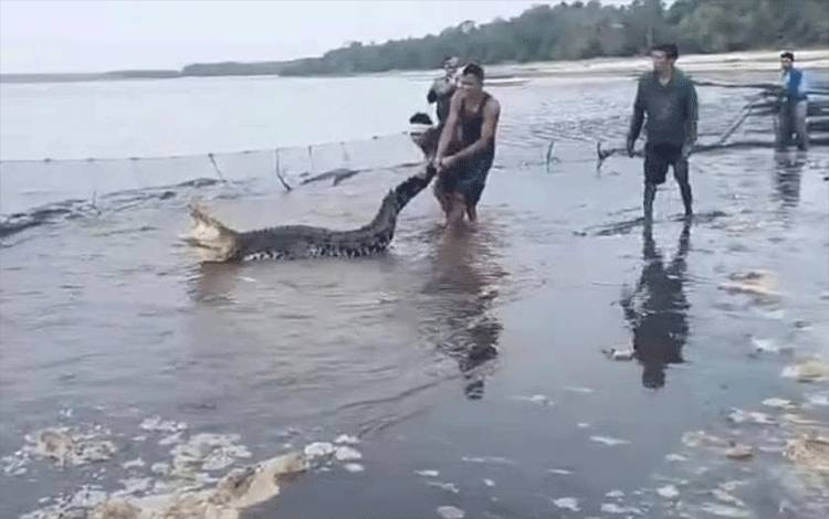 Warga Sembuluh Dikejutkan Buaya Terjerat Jala Saat Mencari Ikan