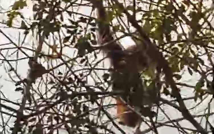 Orangutan Muncul di Bapanggang Raya, BKSDA Telusuri Dampak Karhutla