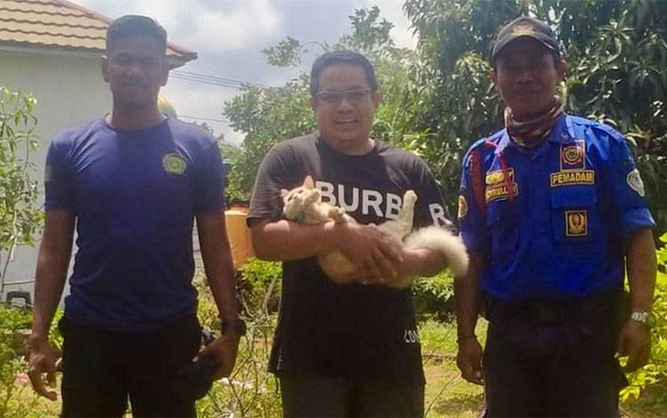 Nekat Panjat Pohon Kelapa, Kucing di Kuala Pembuang Malah Terjebak dan Harus Dievakuasi Damkar