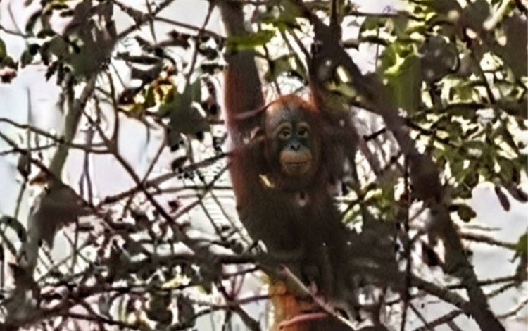 Tangkapan layar video orangutan muncul di Desa Bapanggang Raya. (FOTO: IST)