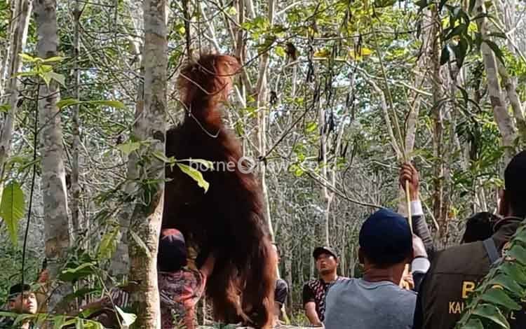BKSDA Beberkan Potensi Konflik Satwa Liar dengan Manusia Akibat Karhutla
