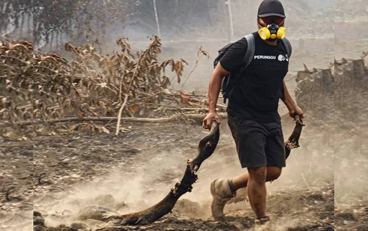 Pecinta reptil Sampit, Hary Siswanto menemukan bangkai ular di lokasi lahan terbakar. (FOTO: IST)