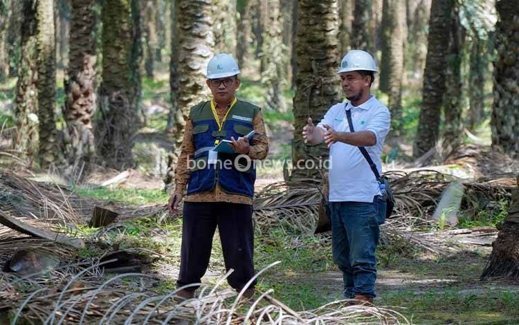 Rumah Burung Hantu Jadi Andalan Pengendalian Hama di Perkebunan SSMS