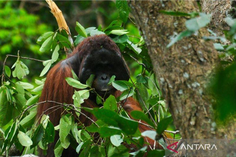 Karhutla Ancam Habitat Orangutan, BKSDA Kalbar Siapkan Penyelamatan dan Translokasi