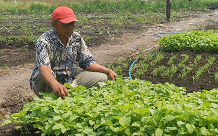 Kemarau Tekan Pendapatan Petani Hortikultura di Sampit, Omzet Turun hingga Separuh