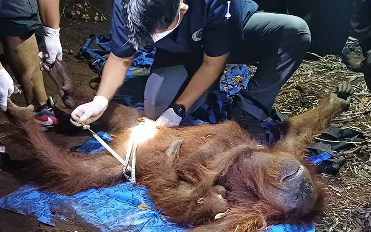Bertahan di Lahan Terbakar, Induk dan Anak Orangutan di Sampit Akhirnya Diselamatkan