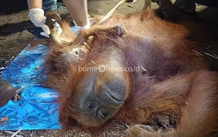 Begini Kondisi Induk dan Anak Orangutan yang Diselamatkan dari Karhutla di Sampit