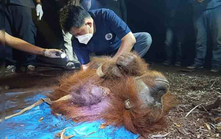 Proses evakuasi induk dan anak orang utan yang sempat terjebak karhutla di Kabupaten Kotawaringin Timur, Rabu malam (2/9/2026). ANTARA/HO-Dokumentasi Pribadi
