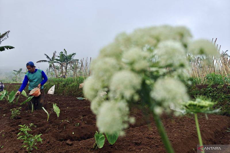 BMKG Ingatkan Pertanian Waspadai Puncak Kemarau dan El Nino