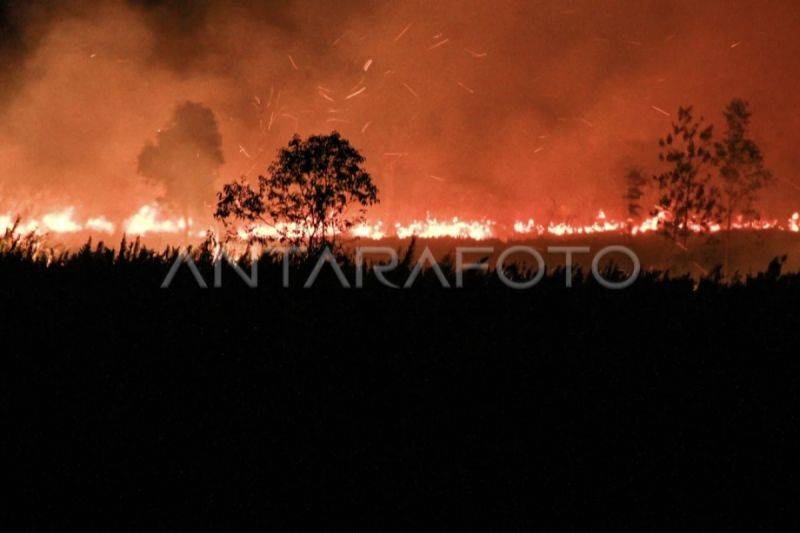 Akademisi UPR Sebut Tata Air Kunci Cegah Karhutla di Lahan Gambut