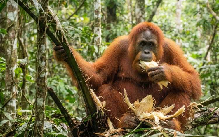 Orangutan Rusak Tanaman Kelapa Warga Seruyan