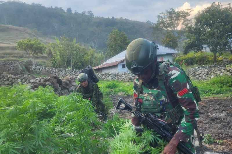 TNI Sita 21.400 Batang Ganja di Yahukimo, Diduga Terkait Kelompok OPM