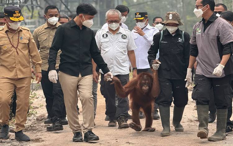 Wapres Kunjungi Pusat Rehabilitasi Orangutan di Kalteng, Pastikan Pemulihan Satwa dan Habitatnya dari Dampak Karhutla