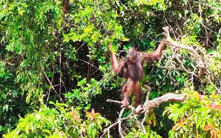 Orangutan Masoraian Butuh Hutan yang Tetap Terjaga